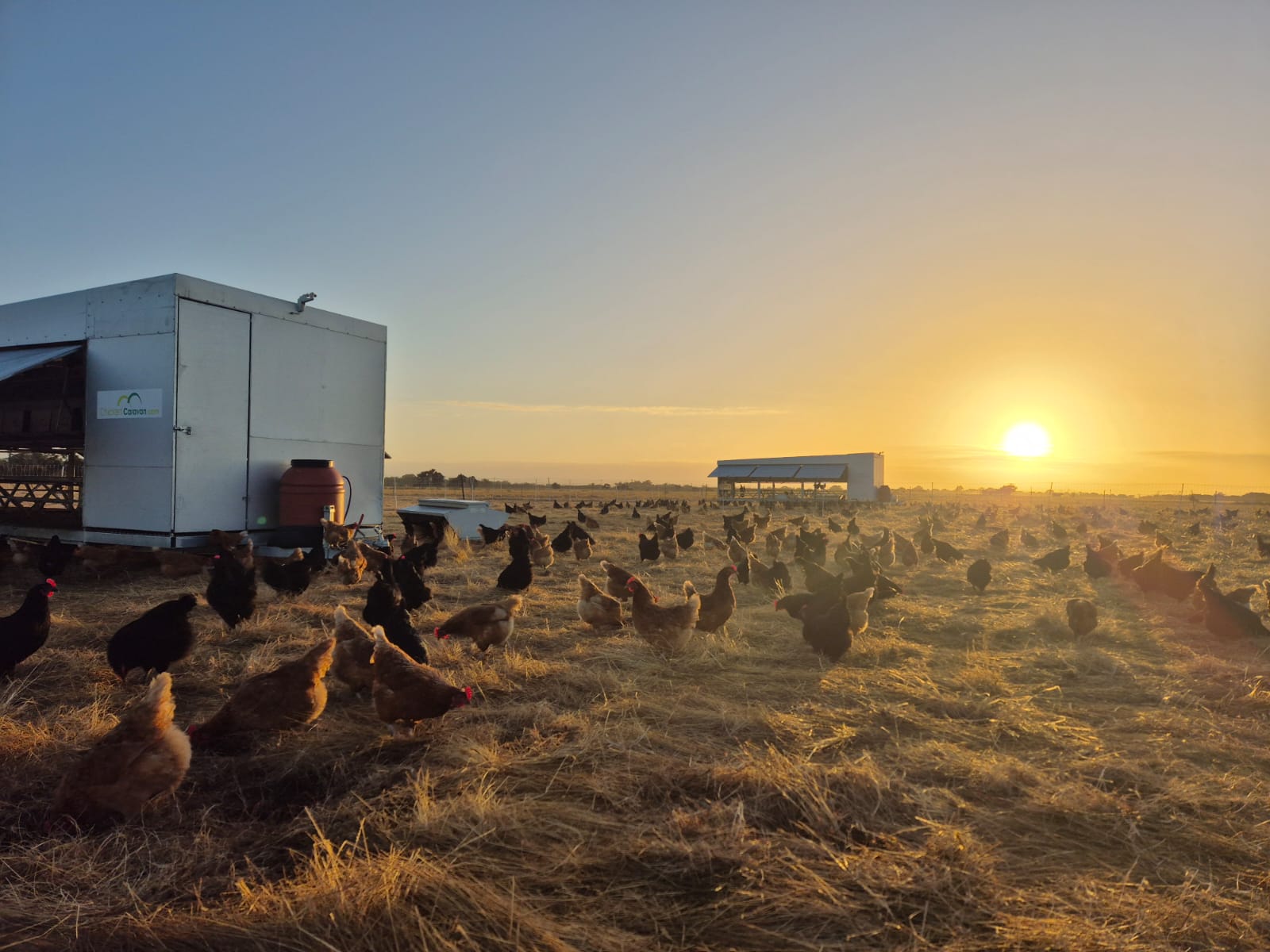 Egg laying chickens near their mobile caravan on open pasture