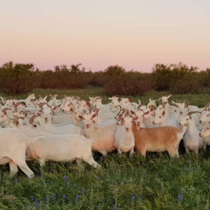 Bookara Goat Dairy