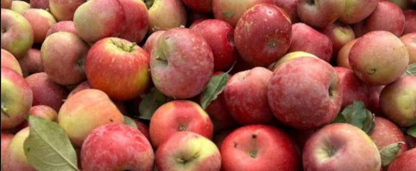 Fruit & Veg