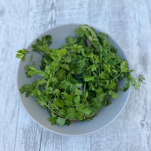 Organic Fresh Coriander Bunch