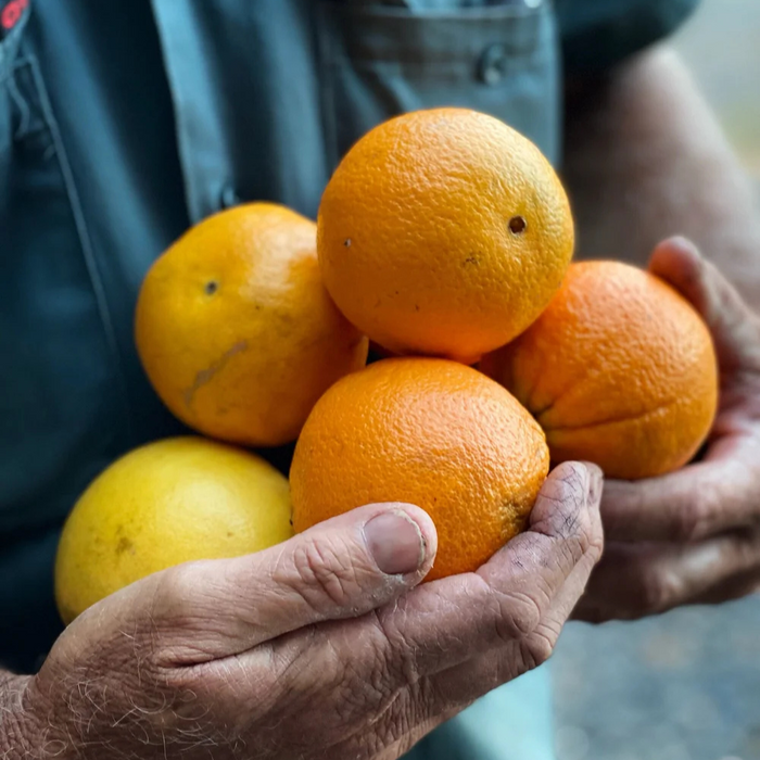 Late Lane Oranges- 2.5kg - on speicla