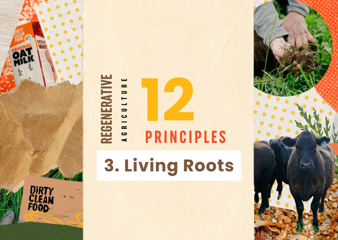 Regen Ag #3- Maintaining Living Roots, Year Round — Dirty Clean Food
