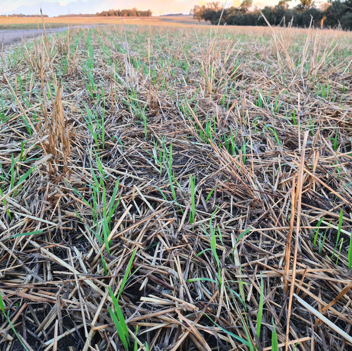 What does regenerative look like in a broad acre cropping system?
