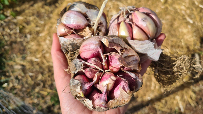 Regenerative veggie patch - Minimise soil disturbance