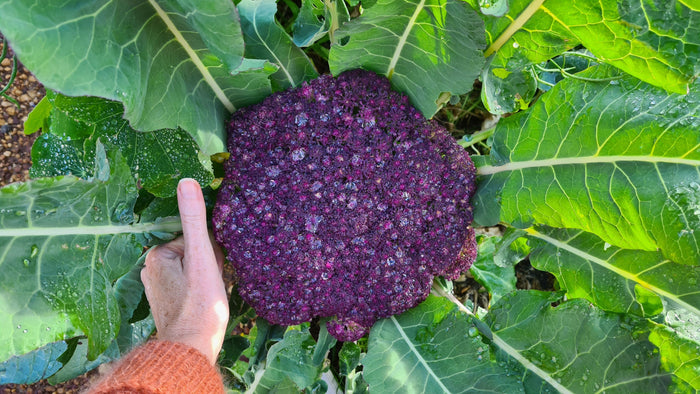 Christie's Regenerative Veggie Patch - Diversity Update