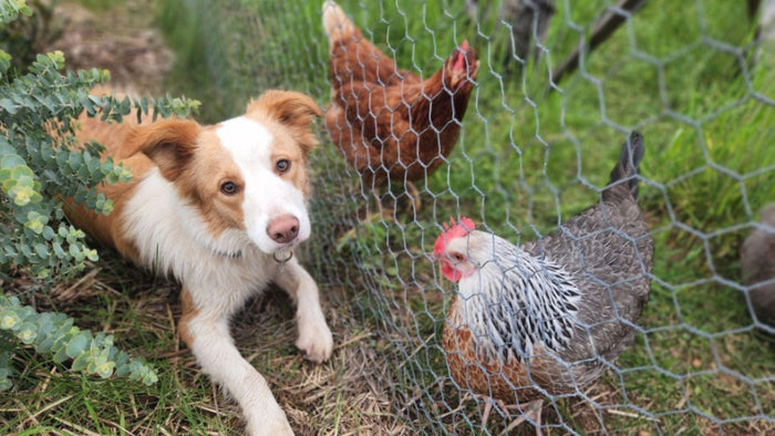 Integrating Animals Into Your Veggie Patch