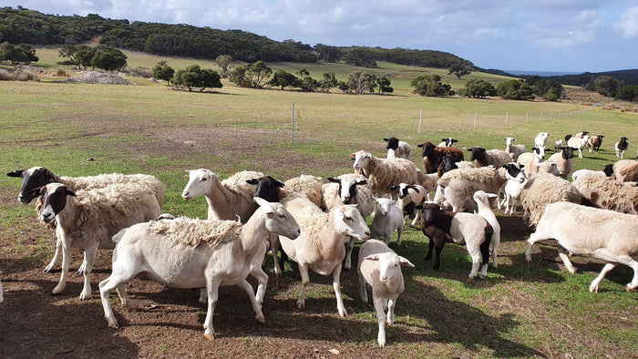 Autumn Grazing Deferral - Update