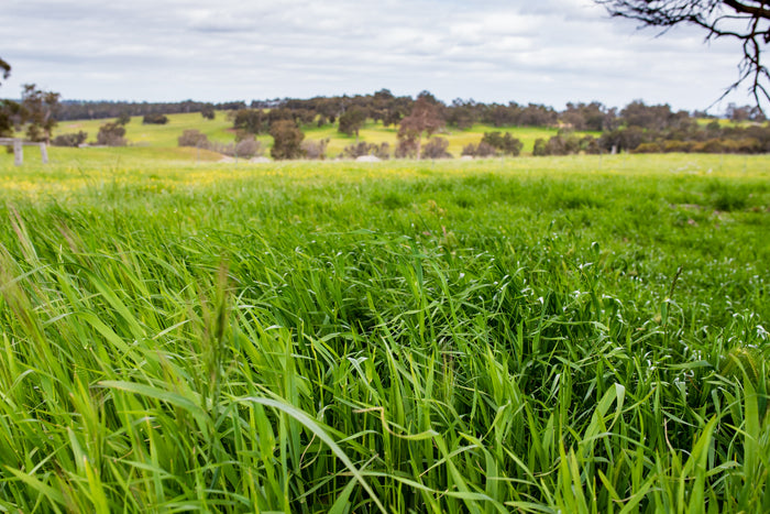 Stay cool, calm and collected, eat healthy food and support your locals