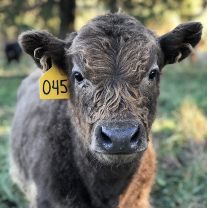 Grain Fred vs Grass Fed Animals - Does it make a difference?