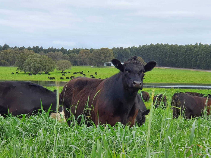 The Grass is Greener in Manypeaks