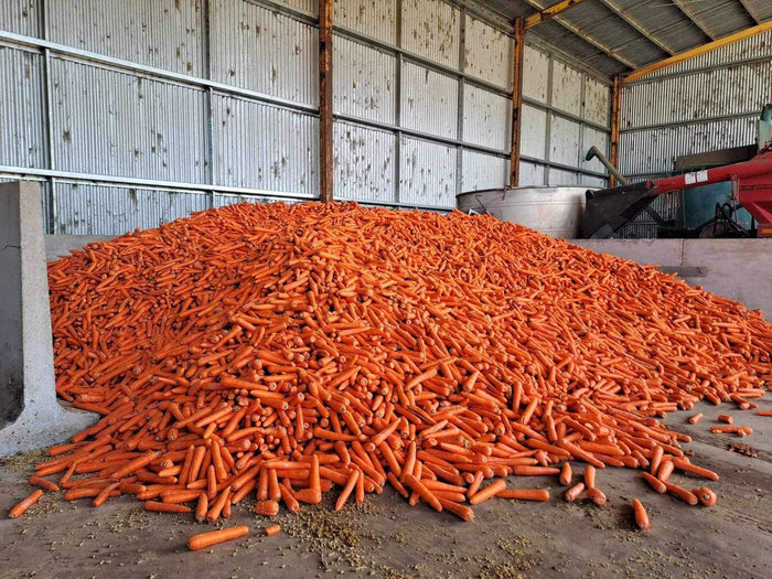 What The Carrot?!- A Silage Experiment from KM Farms