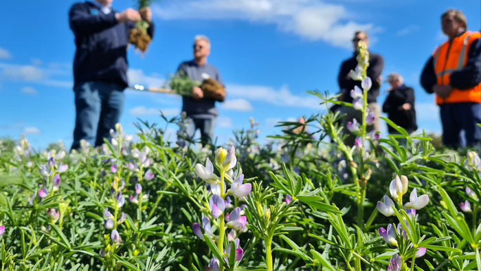 How Lupins Fight Climate Change