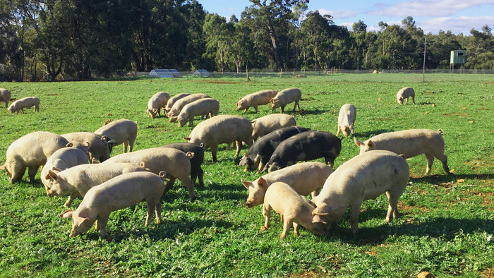What is different about our pasture raised pork?