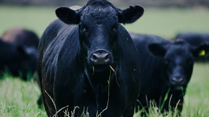 When Grass Just isn't Grass - Multi species perennial and annual pasture