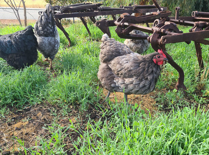 Keep the soil covered year round