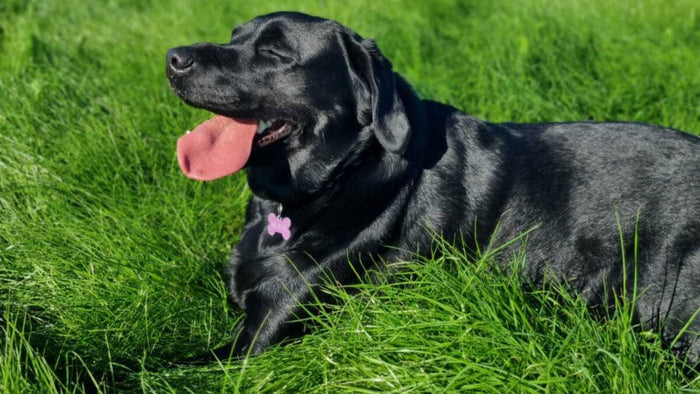 What's been happening at Rosa's Ridge?