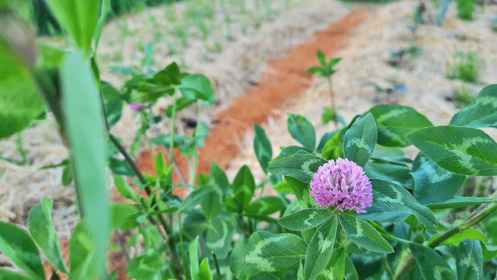 Maintain living roots year round