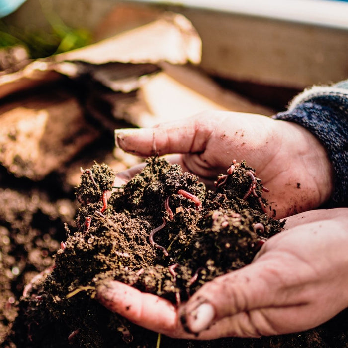 Taking Worm Farming To The Next Level