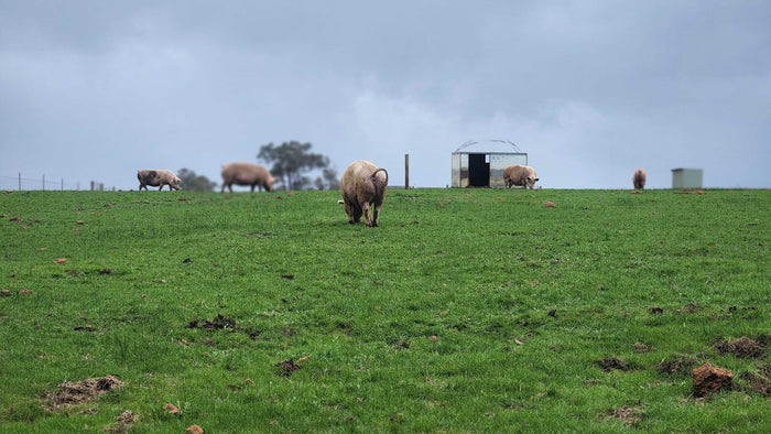 Happy as a Pig on Pasture