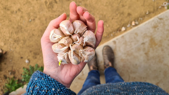 How to grow your own Garlic this winter