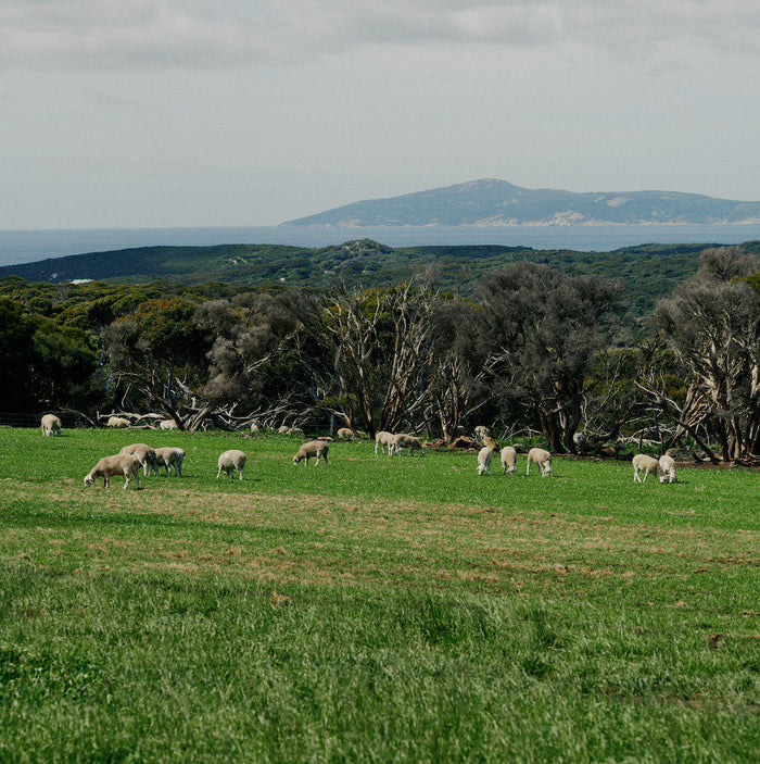 Lamb at Green Ranges in WA