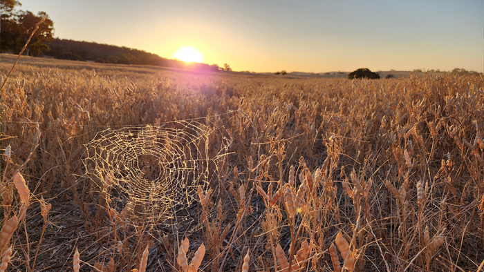 Spiders on a regenerative farm in Williams
