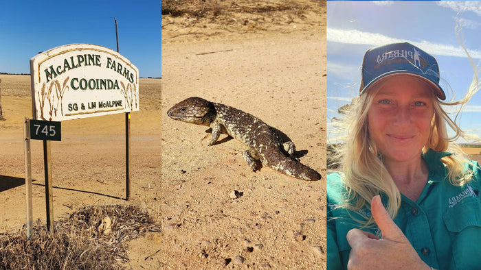 Tree Carbon Project Update