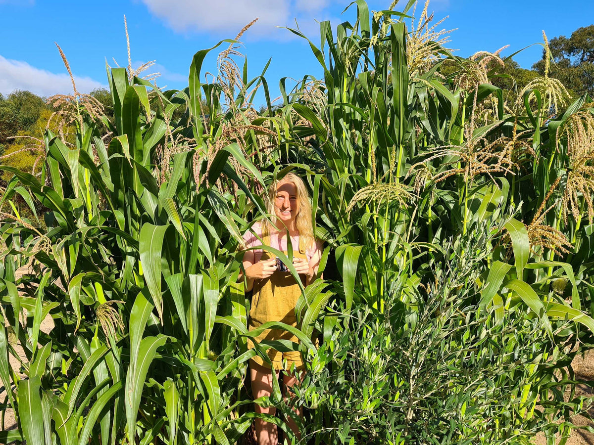How to practice regenerative agriculture in your home garden — Dirty ...