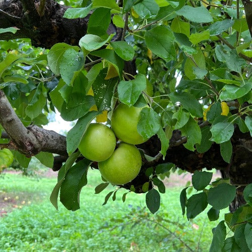 Granny Smith Apples- 2kg
