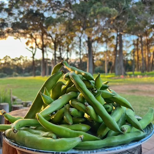 Organic Broad Beans 500g