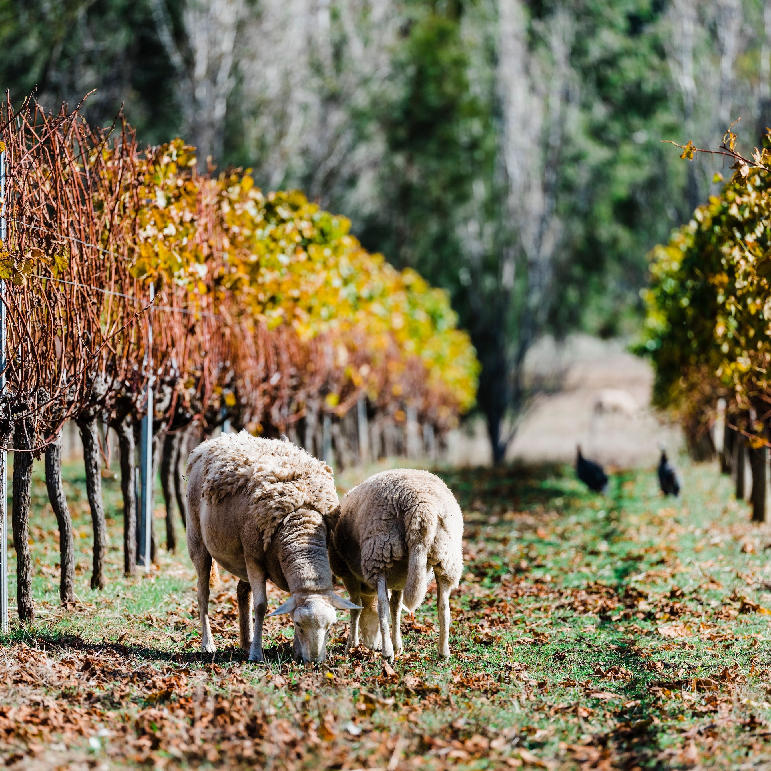 GlenartyRoad-PhotoOrd-109.jpg__PID:d510eda5-d467-4356-818c-83f750d5fd8f