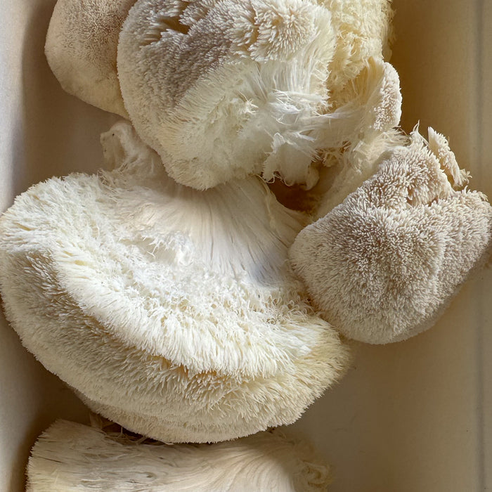Lions Mane Mushrooms (150g) — Dirty Clean Food