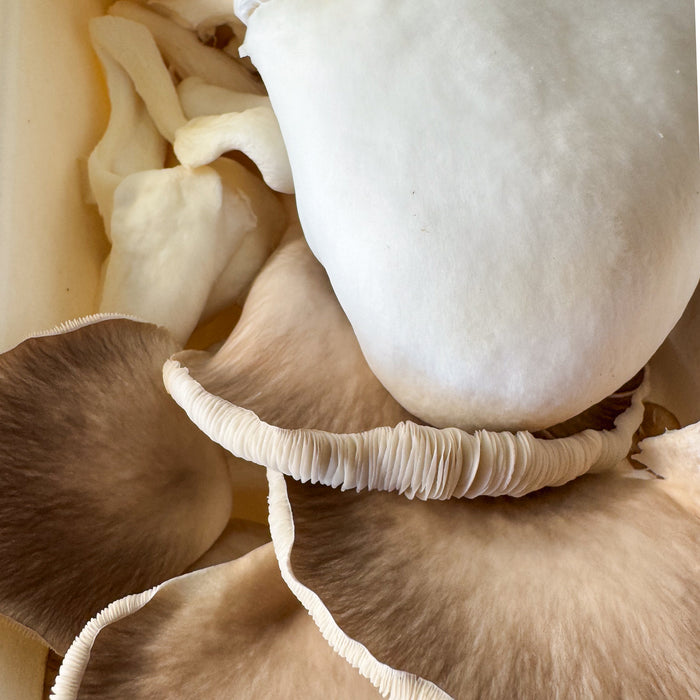 Oyster Mushroom Mix (150g)