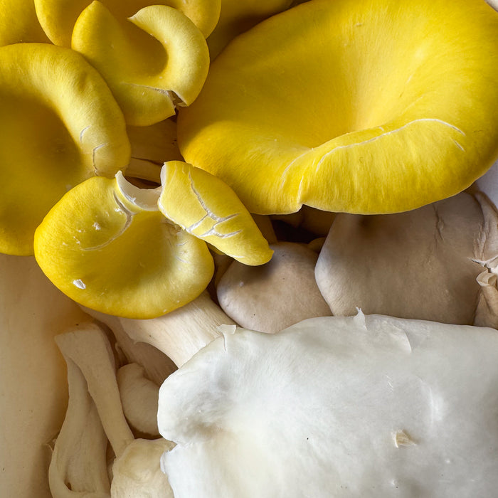 Oyster Mushroom Mix (150g)