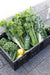 Black crate filled with green vegetables and a bottle on a gray pavement.