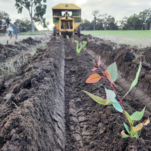 Plant a Tree