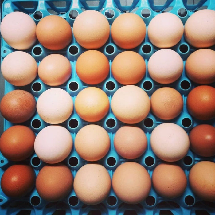 Pasture raised eggs (1 dozen)