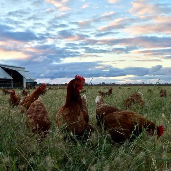 Runnymede Farm - Pasture raised eggs (1 dozen)